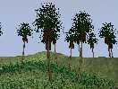 Vegetation and trees 2